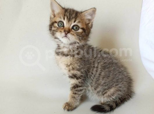 British Sorthair Brown Tabby - Bayrama Özel Uygun görsel