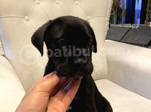 Bu Kalitede Cane Corso Yok