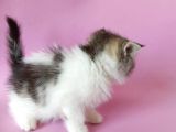 British Sorthair Bicolor Tabby - Bayrama Özel Uygun