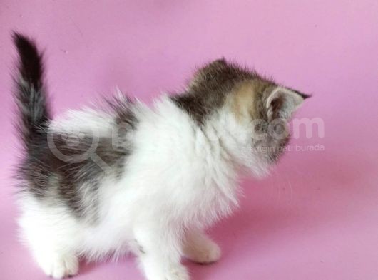 British Sorthair Bicolor Tabby - Bayrama Özel Uygun görsel