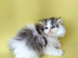 Persian Iran Dollface Bicolor - Bayrama Özel Uygun