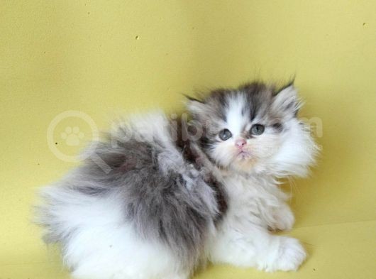 Persian Iran Dollface Bicolor - Bayrama Özel Uygun görsel