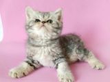 British Sorthair Silver Tabby - Bayrama Özel Uygun