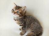 British Sorthair Brown Tabby - Bayrama Özel Uygun