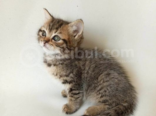 British Sorthair Brown Tabby - Bayrama Özel Uygun görsel