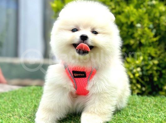 Teddy Face Ori̇ji̇nal Pomerani̇an Boo Yavrularimiz görsel