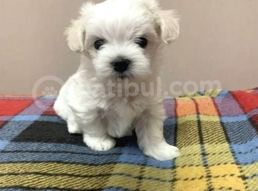 Muhteşem Kalite Maltese Terrier Yavrusu görsel