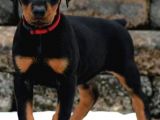 Üst KALİTE King Doberman Yavrular