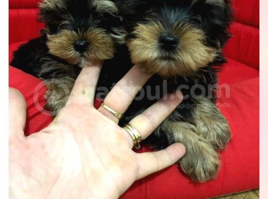 Teacup Kilo Garanti̇li̇ Yorkshire Yavrular görsel