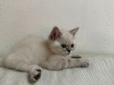 British shorthair blue point