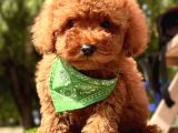 YERLİ ÜRETİM RED BROWN TOY POODLE YAVRULARIMIZ