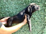Üst Kalite Cane Corso Bebekler