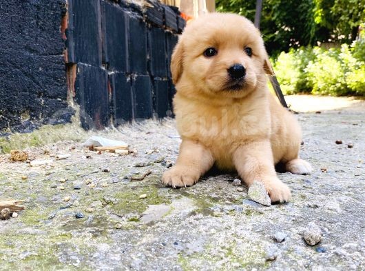 Orjinal Golden Retriever Bebekler