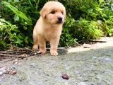 Orjinal Golden Retriever Bebekler