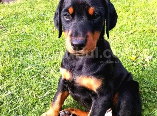 Üst Kali̇te King Doberman Yavrular görsel