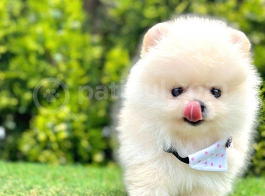 Teddy Face Ori̇ji̇nal Pomerani̇an Boo Yavrularimiz