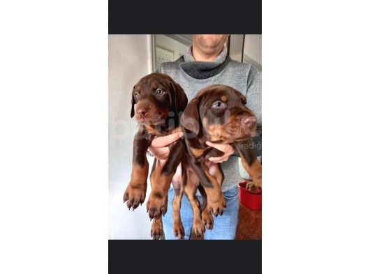 Üst Kali̇te King Doberman Yavrular görsel