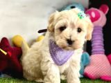Kendine Hayran Bırakan Maltipoo