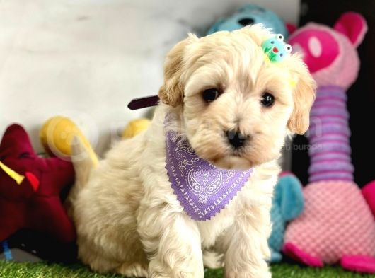 Kendine Hayran Bırakan Maltipoo görsel