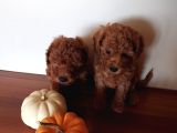 Ev Ortamindan Red Toy Poodle Yavrular
