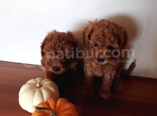 Ev Ortamindan Red Toy Poodle Yavrular görsel