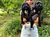 Black Poodle A Kali̇te Bebekler