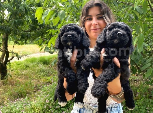 Black Poodle A Kali̇te Bebekler görsel