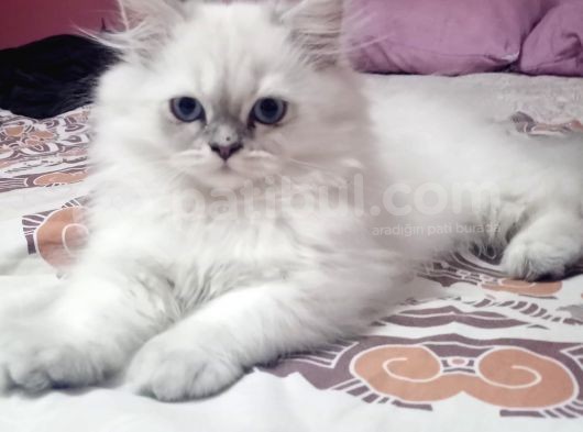 British Shorthair görsel