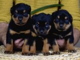 Koca Kafa Küt Burun Mükemmel Anatomi Rottweiler Yavrular