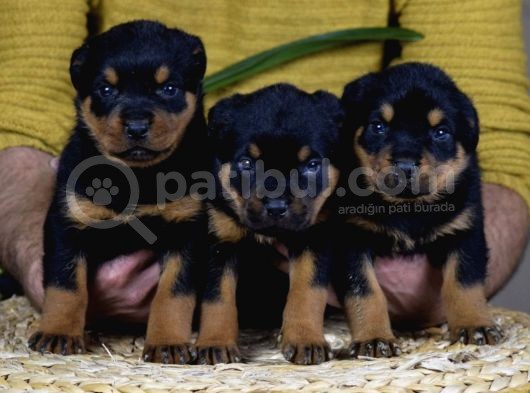 Koca Kafa Küt Burun Mükemmel Anatomi Rottweiler Yavrular görsel