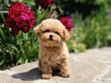 Bebek Suratli Toy Poodle Yavrular Xxs