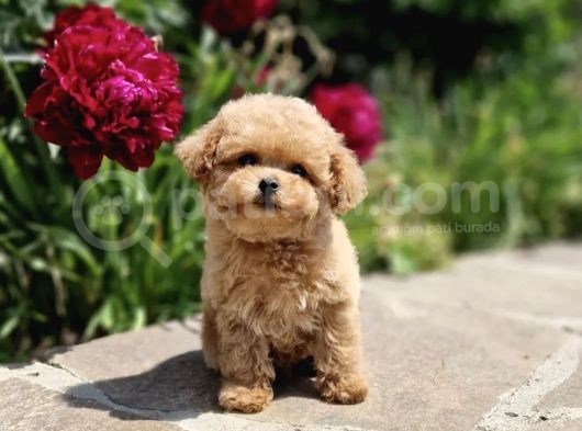 Bebek Suratli Toy Poodle Yavrular Xxs görsel