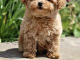 Bebek Suratli Toy Poodle Yavrular Xxs