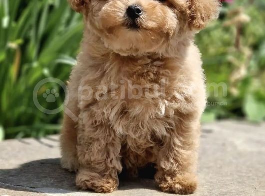 Bebek Suratli Toy Poodle Yavrular Xxs görsel