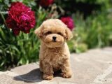Bebek Suratli Toy Poodle Yavrular Xxs