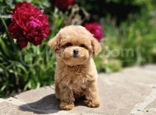 Bebek Suratli Toy Poodle Yavrular Xxs görsel