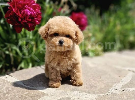 Bebek Suratli Toy Poodle Yavrular Xxs