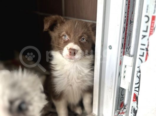 Border Collie Yavru Bursa Köpek Okulu görsel