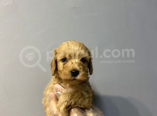 Sevi̇len Renkte Kali̇te Malti̇poo Yavrulari görsel