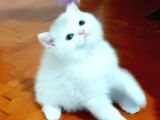 Beyaz Silver British Shorthair Kiz Ve Erkek Bebekler
