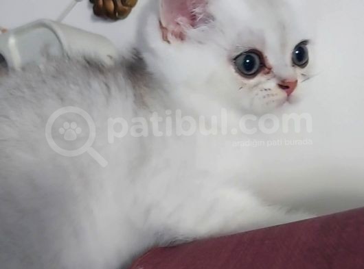 Beyaz Silver British Shorthair Kiz Ve Erkek Bebekler görsel