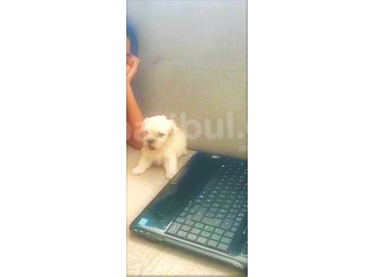 0 Boy Maltese