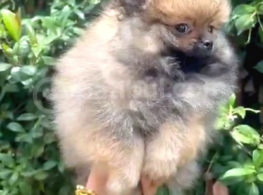 Pomerani̇an Boooo