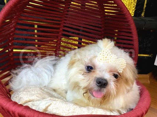 Eğitimli Aşılı Ve Çipli Gold White Shihtzu görsel
