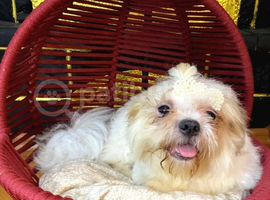 Eğitimli Aşılı Ve Çipli Gold White Shihtzu görsel