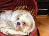 Eğitimli Aşılı Ve Çipli Gold White Shihtzu