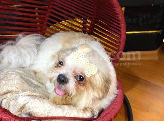 Eğitimli Aşılı Ve Çipli Gold White Shihtzu görsel