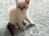 British Shorthair Blue Point