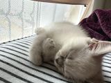 British Shorthair Blue Point
