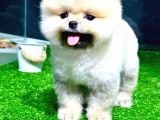 Pomeranian Boo Yavrular